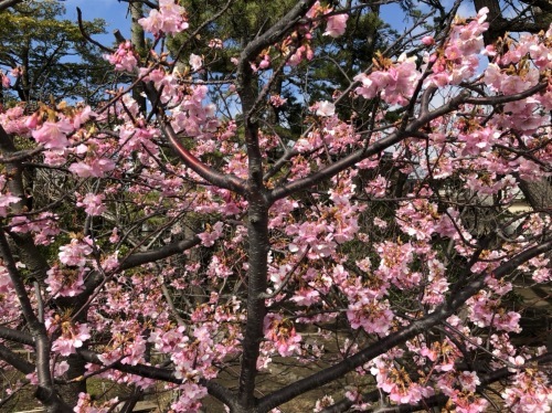 春よ来い 早く来い ボストン ハワイアンキルト