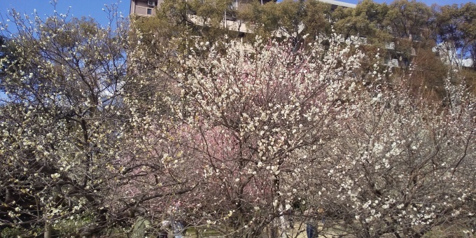 縮景園の梅が見頃です_e0094315_11363451.jpg