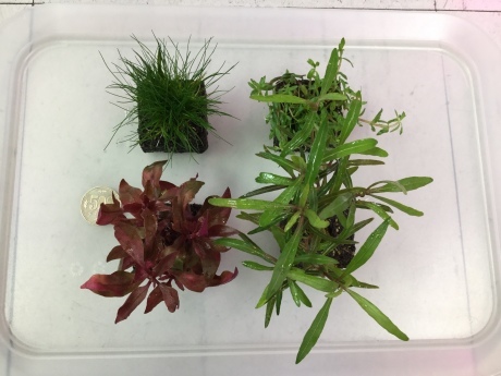 200220 熱帯魚 めだか 金魚 水草_f0189122_13292086.jpeg
