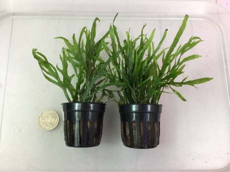 200220 熱帯魚 めだか 金魚 水草_f0189122_14403148.jpeg