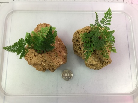 200220 熱帯魚 めだか 金魚 水草_f0189122_14433249.jpeg