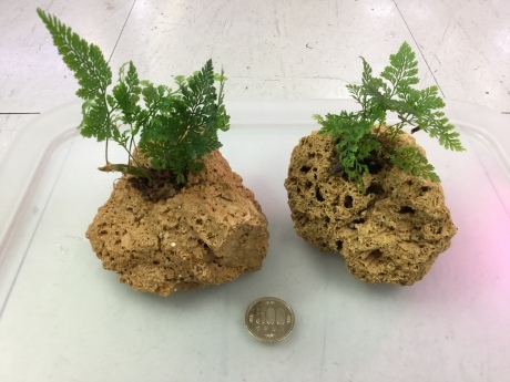 200220 熱帯魚 めだか 金魚 水草_f0189122_14434732.jpeg