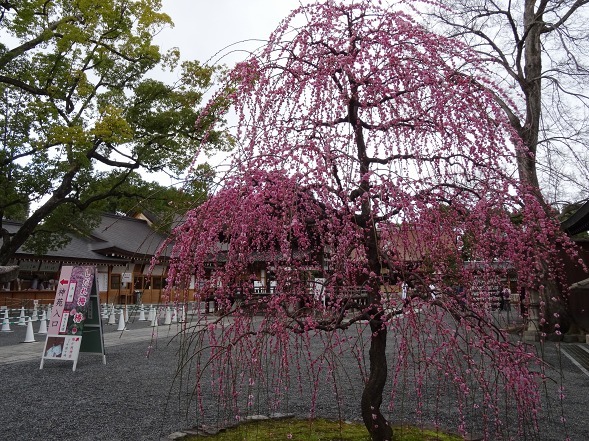 城南宮の枝垂れ梅_b0299042_22021977.jpg