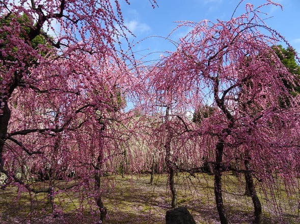城南宮の枝垂れ梅_b0299042_22023144.jpg