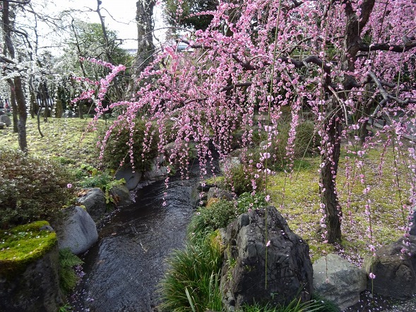 城南宮の枝垂れ梅_b0299042_22024280.jpg