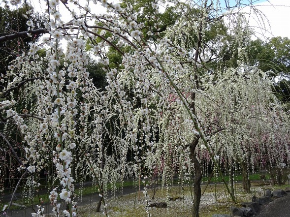 城南宮の枝垂れ梅_b0299042_22024706.jpg