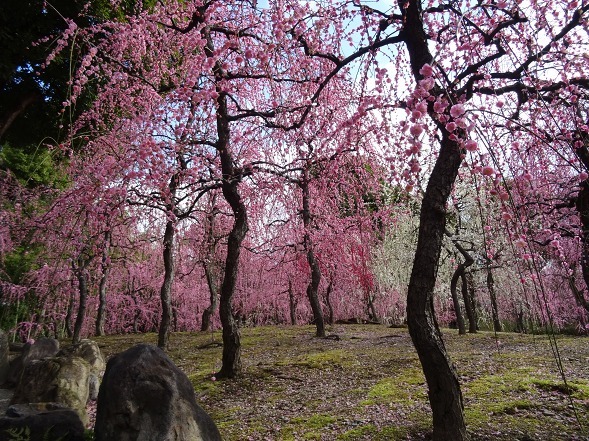 城南宮の枝垂れ梅_b0299042_22110088.jpg