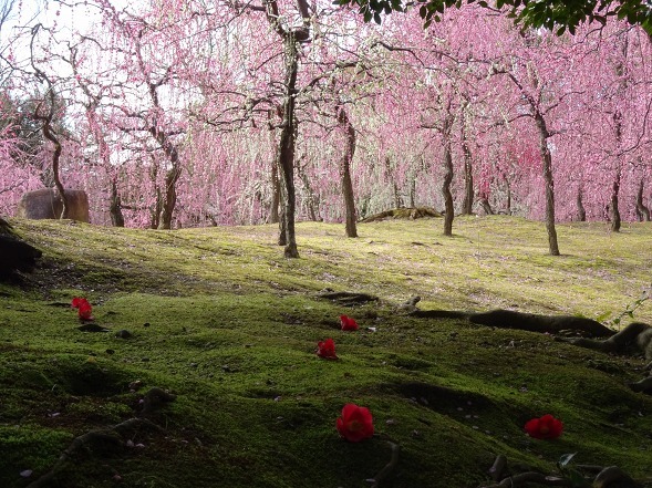 城南宮の枝垂れ梅_b0299042_22110728.jpg