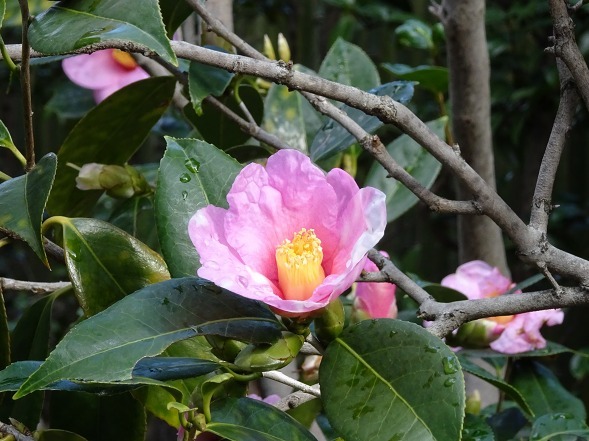 城南宮の枝垂れ梅_b0299042_22111898.jpg