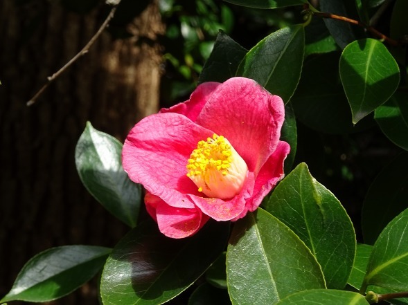 城南宮の枝垂れ梅_b0299042_22112928.jpg