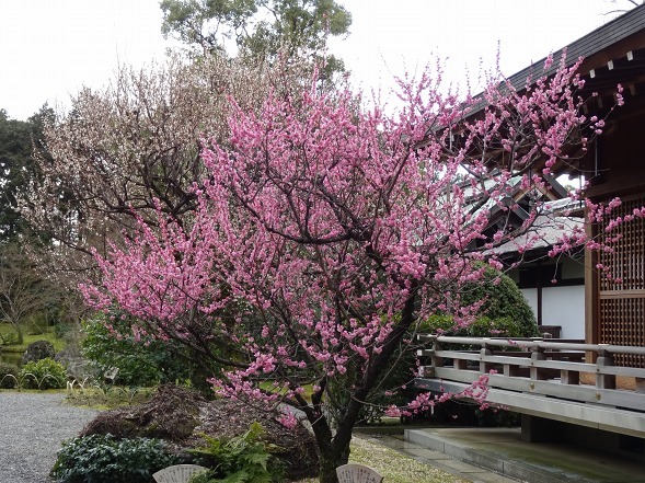 城南宮の枝垂れ梅_b0299042_22113685.jpg