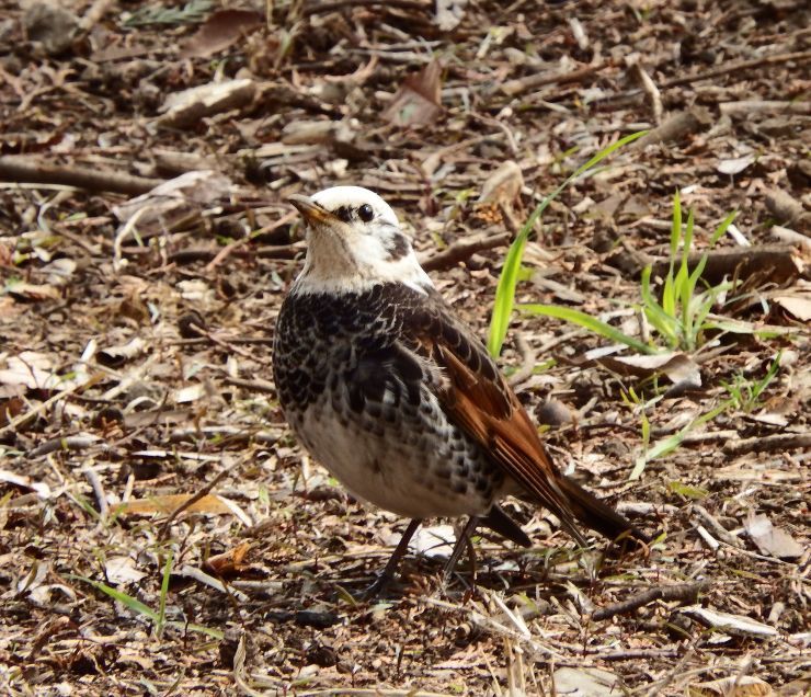 頭が白いツグミ 日野 浅川野鳥散歩 頭が白いツグミ 日野 浅川野鳥散歩
