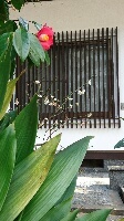 東覚寺さん 亀戸天神さまは梅まつり_d0256145_10554959.jpg