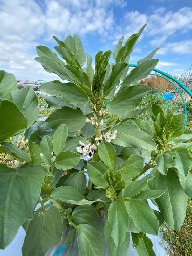 今日は　長ネギ　ロマネスコ　菜の花　カリフローレ　ルッコラ　ブロッコリーの脇芽たっぶり使います_c0222448_13403517.jpg