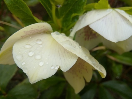 雨水の便り…_b0368362_09132386.jpg