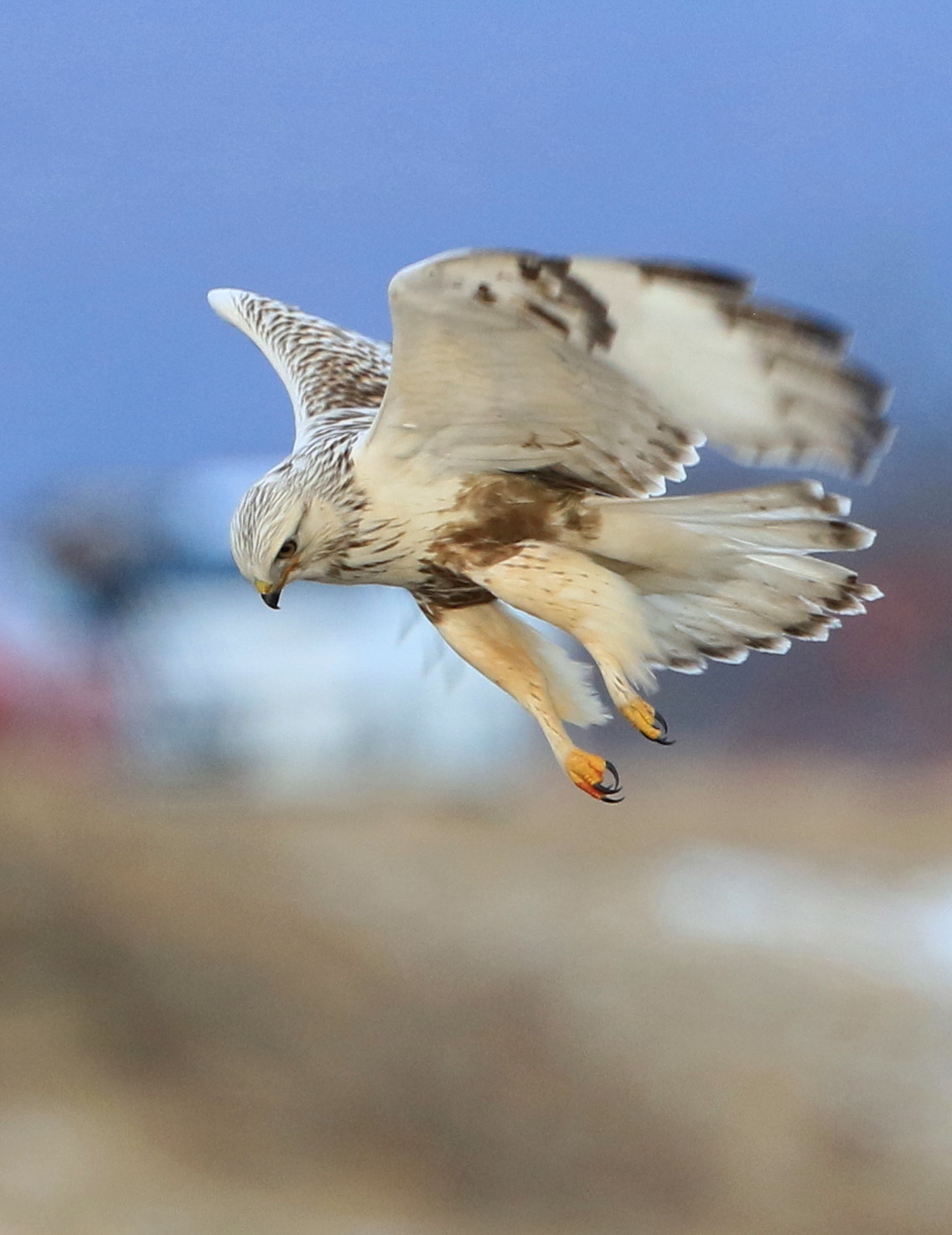 今冬のケアシノスリは アイヌモシリの野生たち 獣と野鳥の写真図鑑