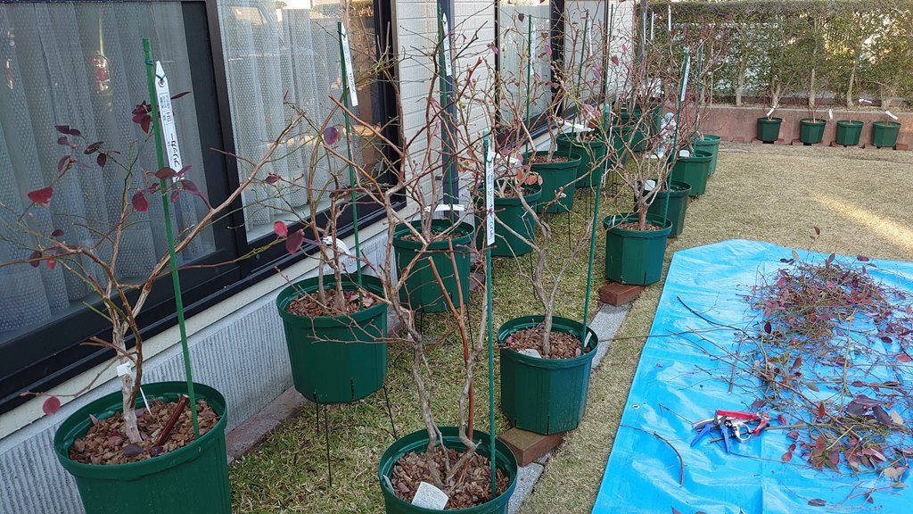 4年生鉢植えブルーベリーの剪定 in 広島市_d0358272_12292450.jpg