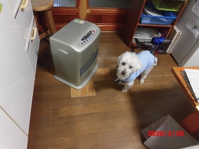 獅子丸の日々_b0231886_19492013.jpg