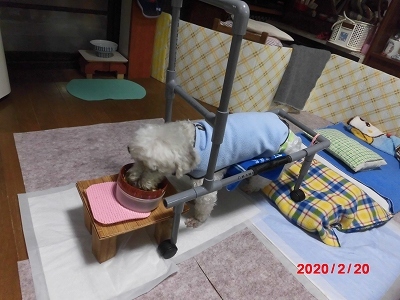 獅子丸の日々_b0231886_19492067.jpg