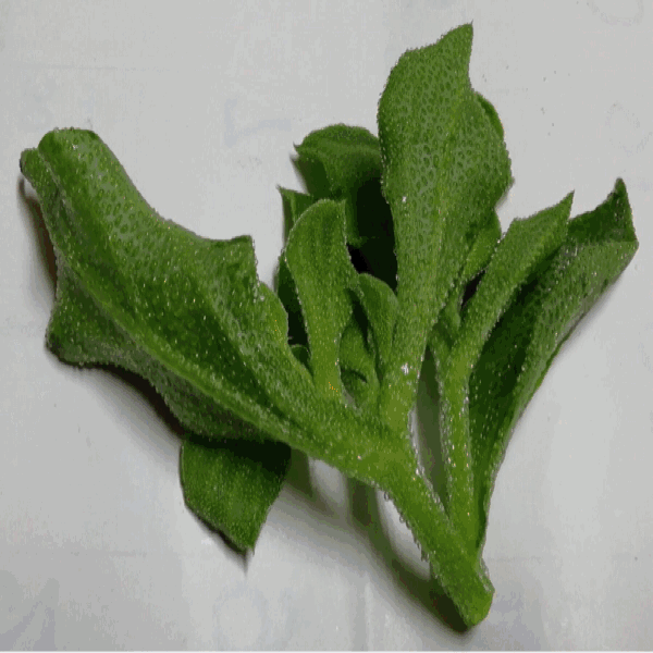 今日のお昼 日々のこと 徒然