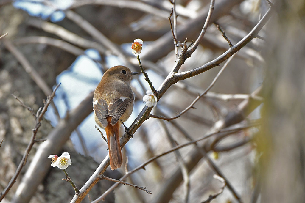 梅林の鳥達_b0024798_15320809.jpg