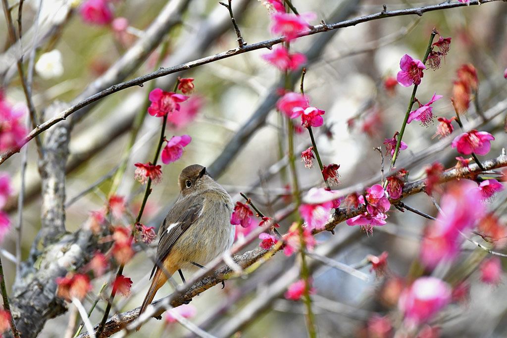 梅林の鳥達_b0024798_15324778.jpg