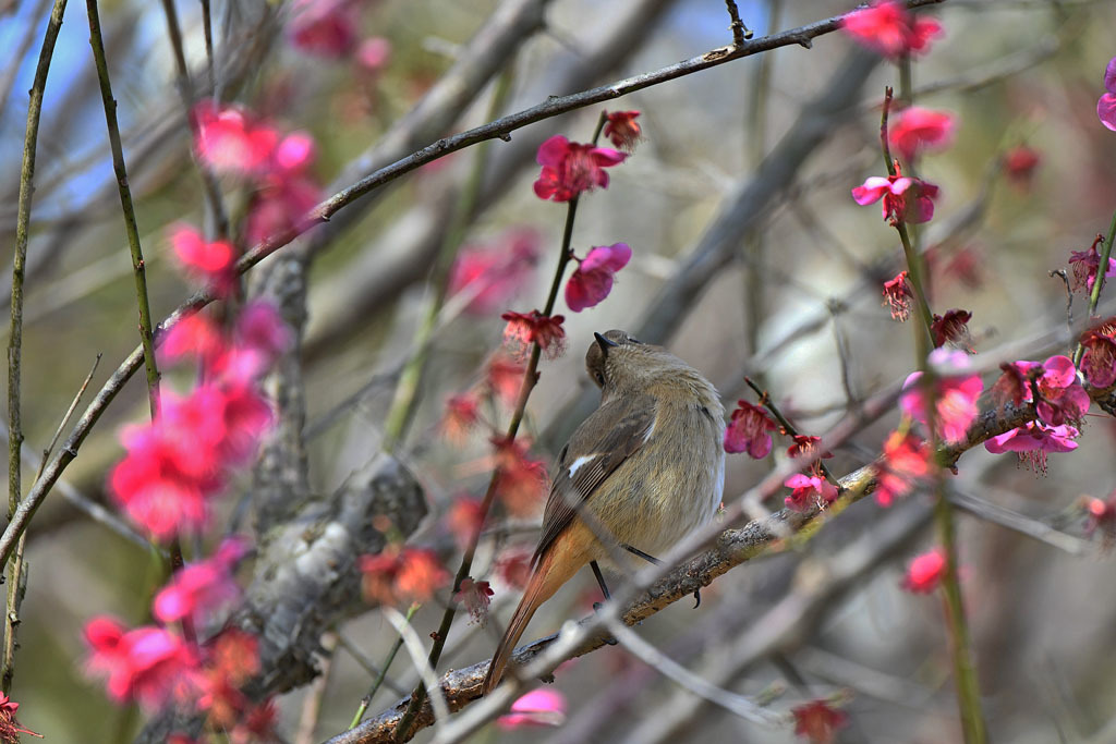 梅林の鳥達_b0024798_15330560.jpg