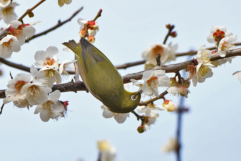 梅林の鳥達_b0024798_15333963.jpg