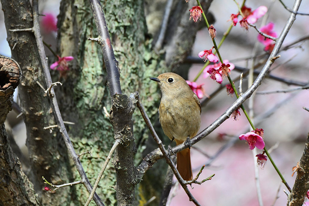 梅林の鳥達_b0024798_15450863.jpg