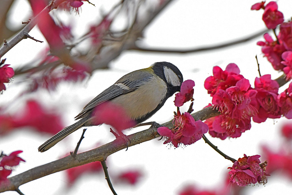 梅林の鳥達_b0024798_15493956.jpg