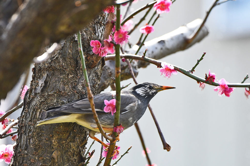 梅林の鳥達_b0024798_15501794.jpg
