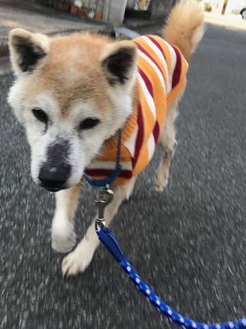 暖かかったので_f0242002_19065225.jpg