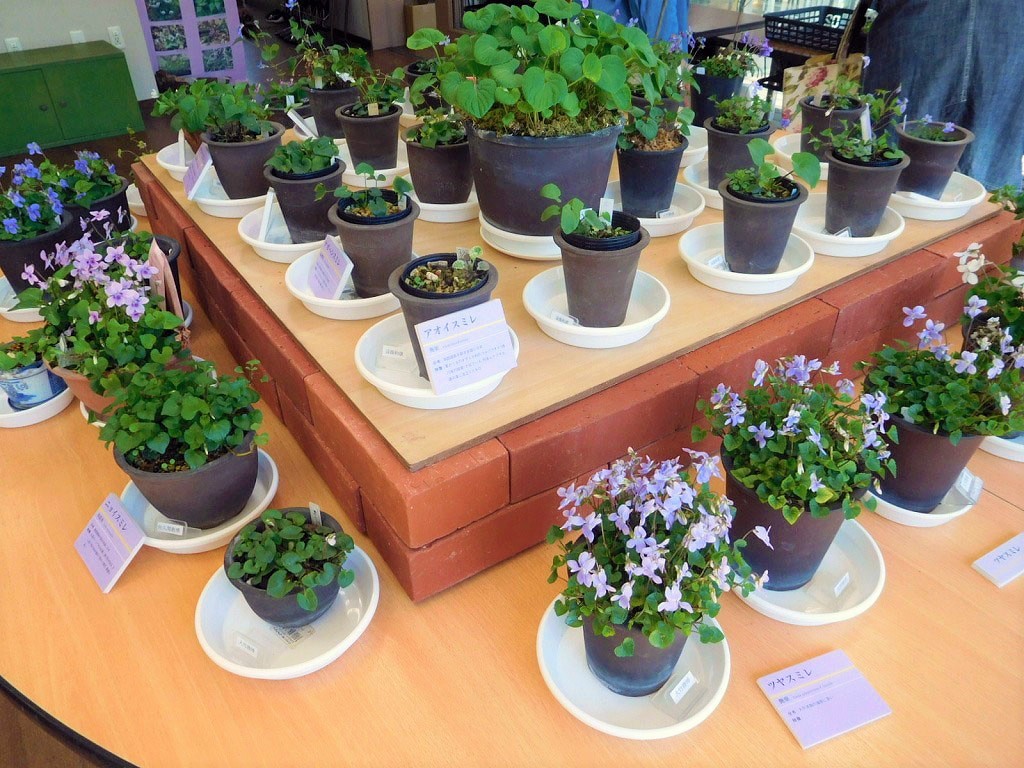「日本のスミレ展」のお知らせ_b0049307_13455858.jpg