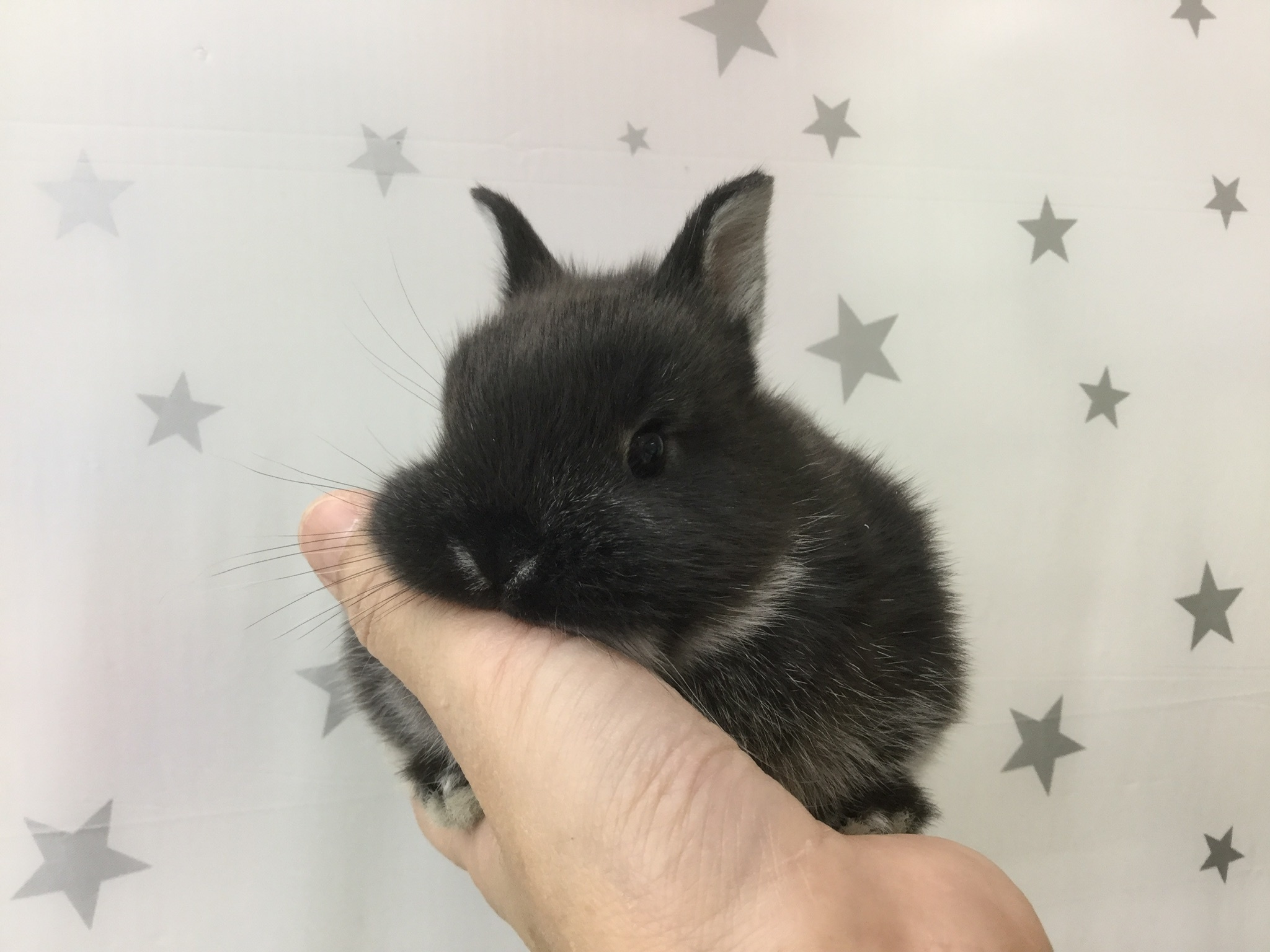 200221 うさぎ・ハリネズミ_f0189122_15455009.jpeg