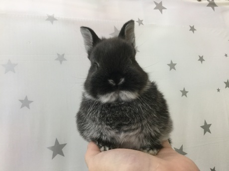 200221 うさぎ・ハリネズミ_f0189122_15463788.jpeg