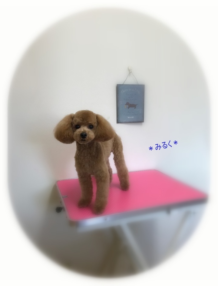 いちごちゃん&みるく君_a0315823_20131200.jpg