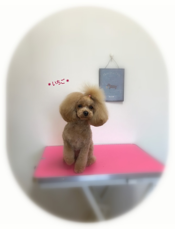 いちごちゃん&みるく君_a0315823_20131957.jpg