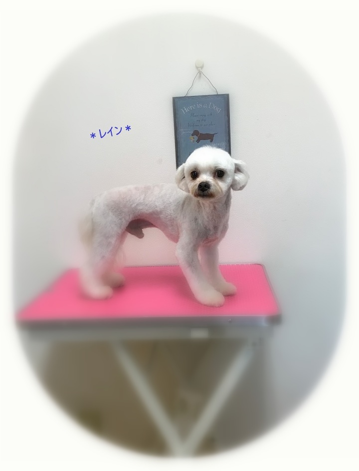 レインくん_a0315823_20134812.jpg