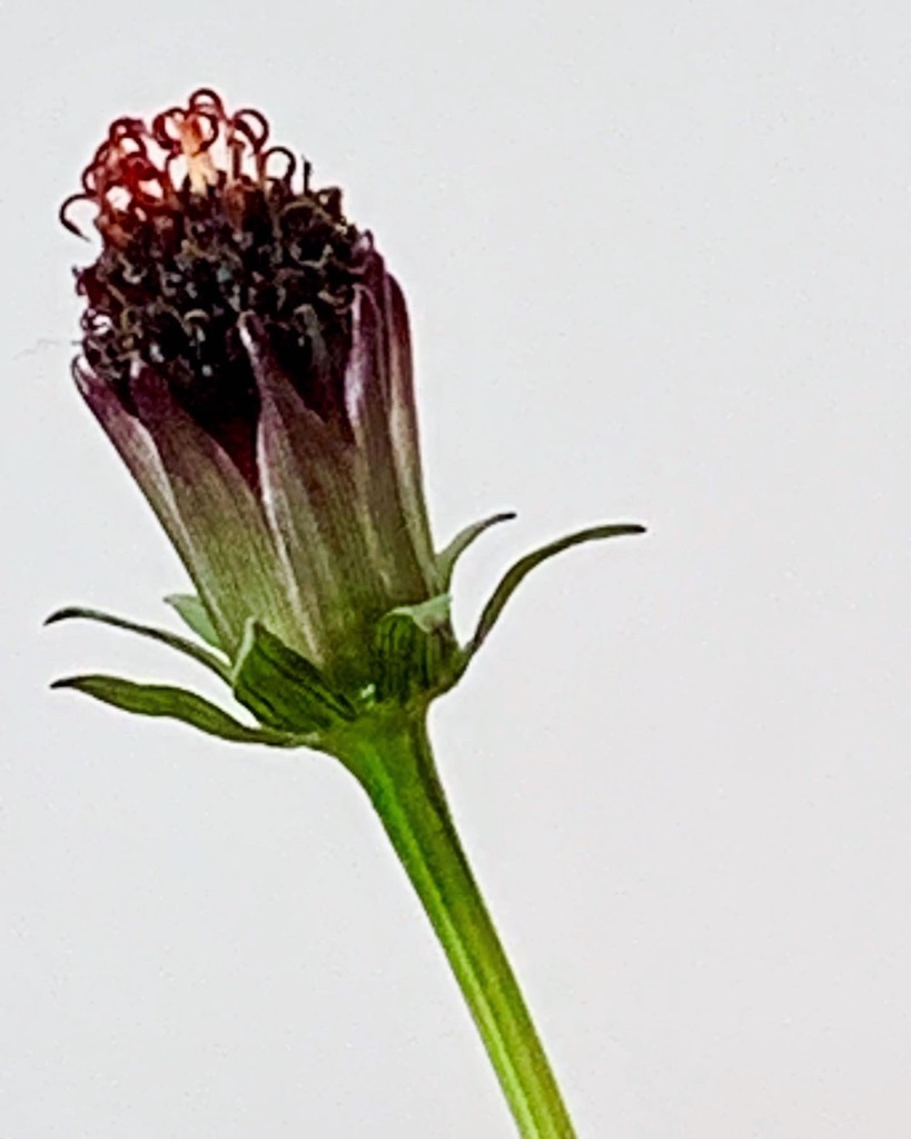 花も其々のペースで。。。_e0243332_16164467.jpg