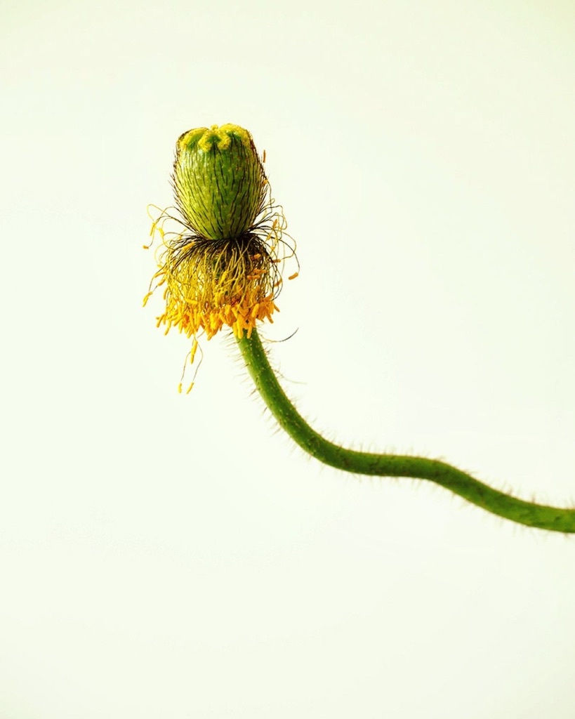 花も其々のペースで。。。_e0243332_16164884.jpg