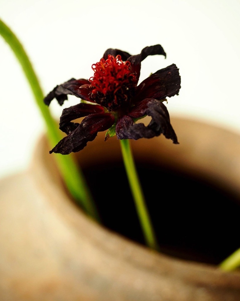 花も其々のペースで。。。_e0243332_16165189.jpg
