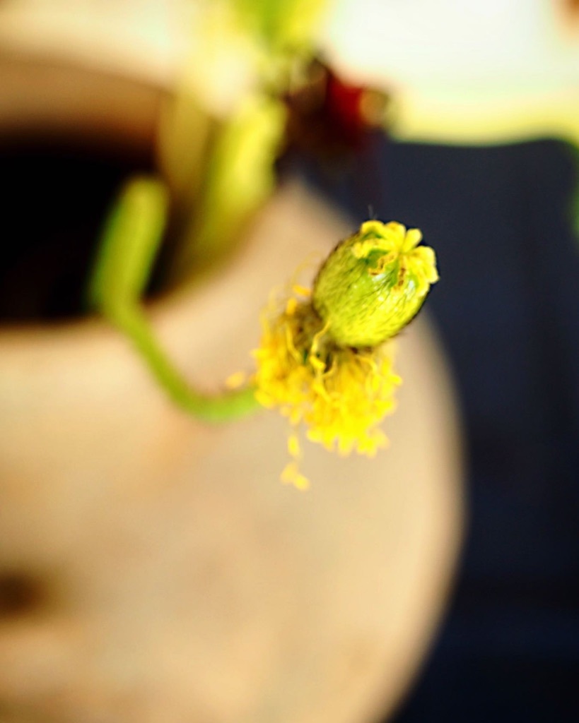 花も其々のペースで。。。_e0243332_16165834.jpg