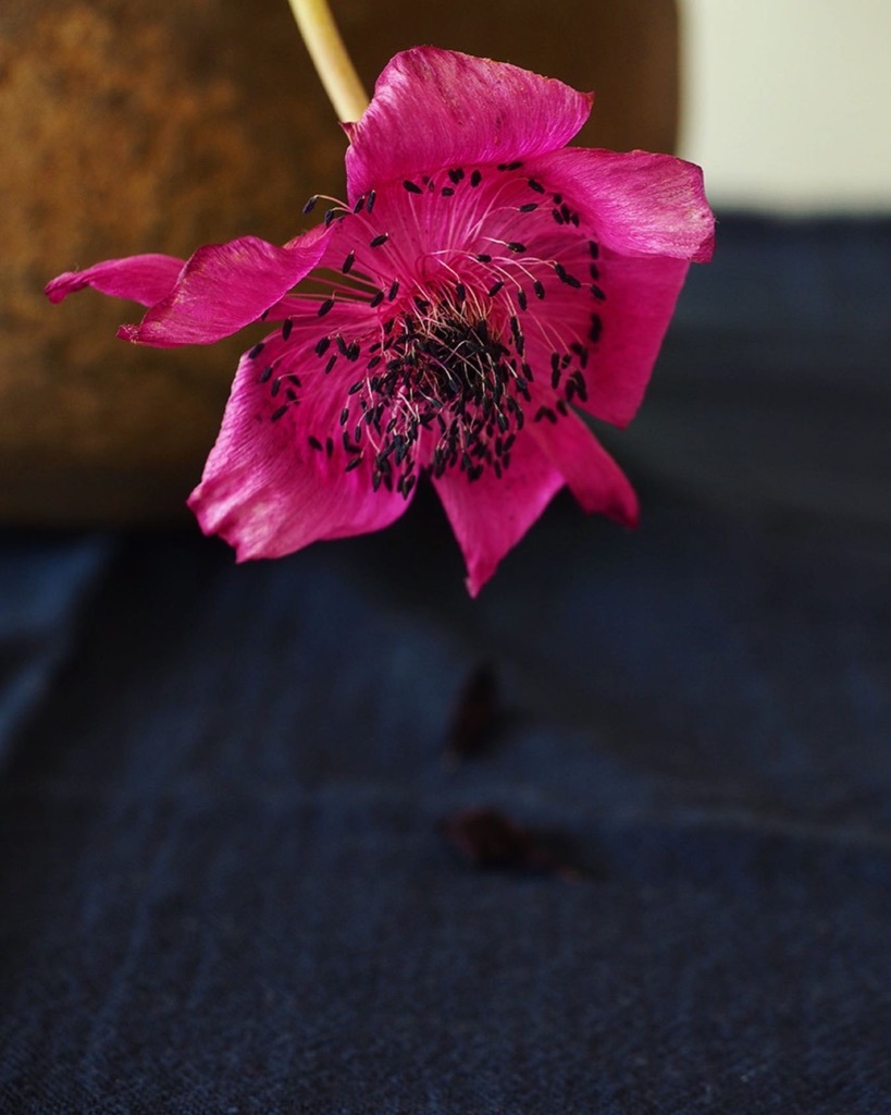花も其々のペースで。。。_e0243332_16172303.jpg