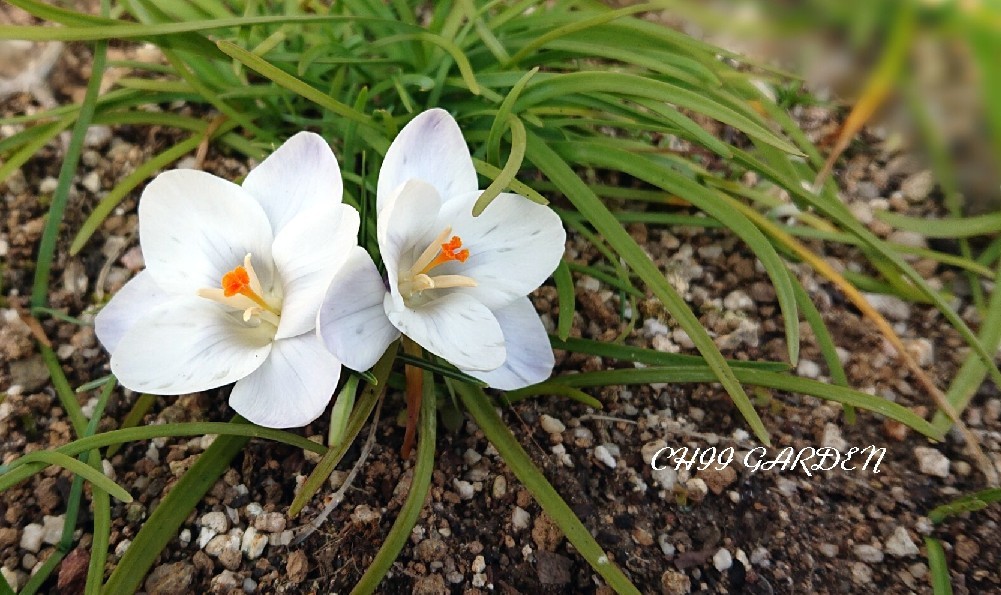 タイプ別「地獄」と魅惑のレウィシア  一時帰宅の花かんざしと一緒に……_a0396340_14122861.jpg