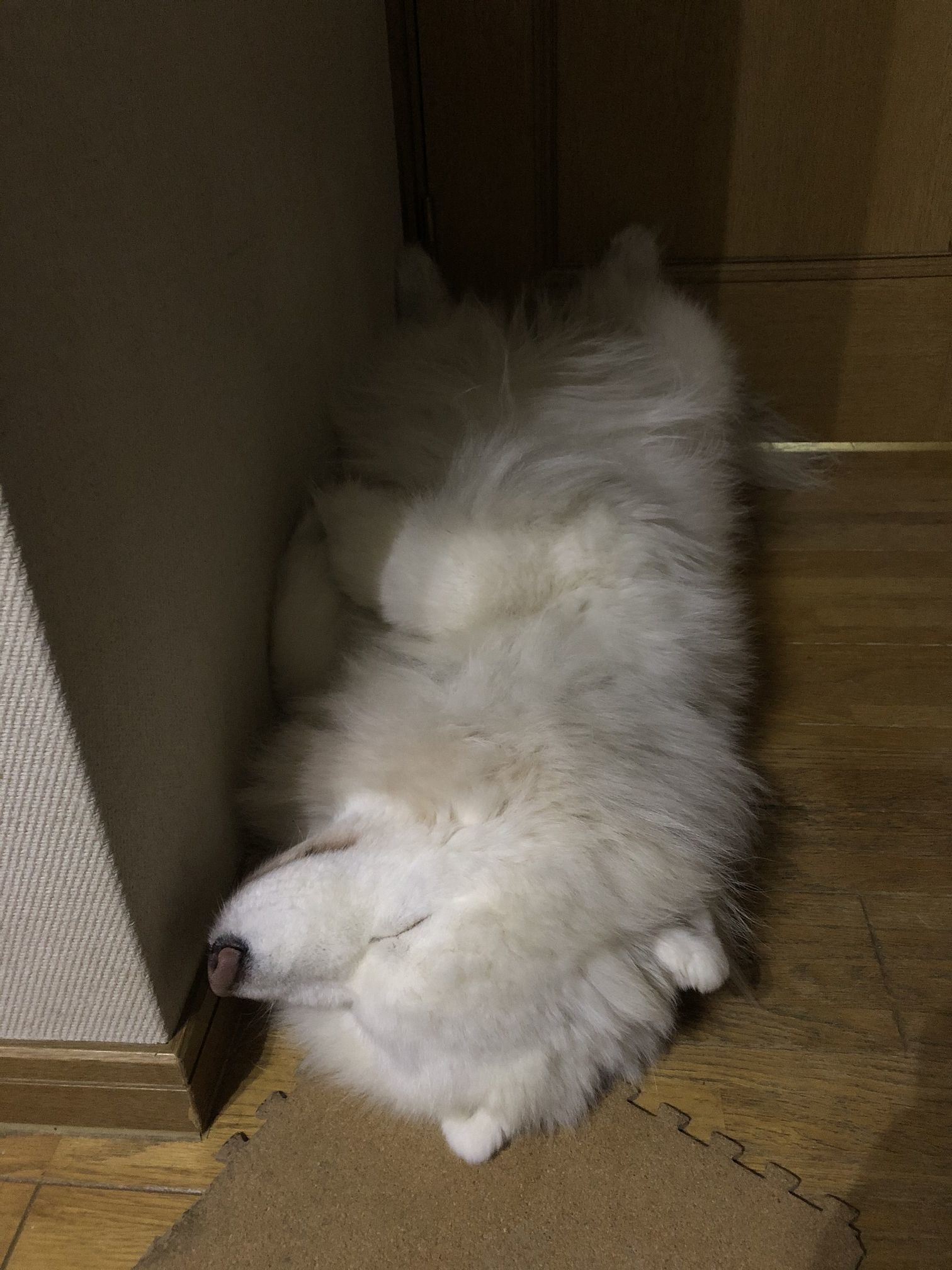 2020年1月前半 インスタ写真集_f0128542_01595685.jpg