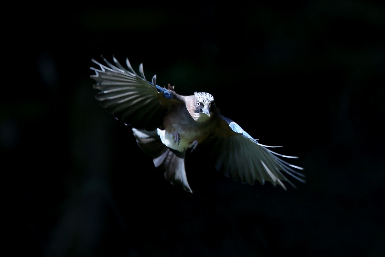 背景が真っ黒なカケスの飛翔 ｔ ｈの野鳥写真