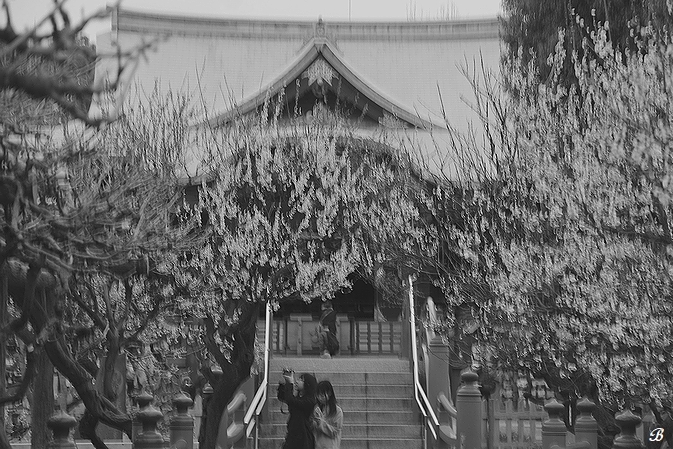 静かな亀戸天神_a0157968_15592397.jpg