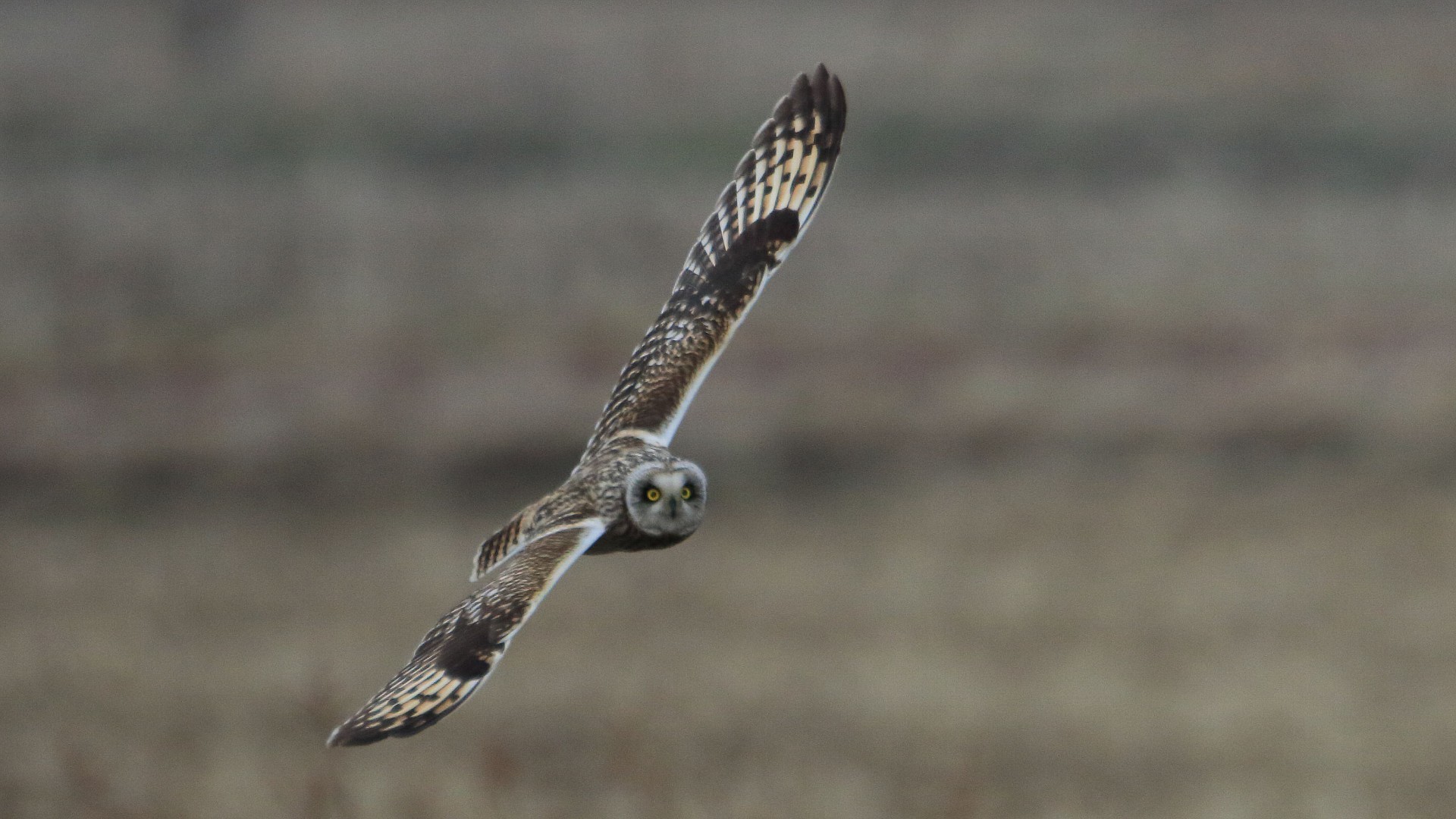 これで終わりにしたい コミミズク飛びもの 正面顔 Life With Birds 3 これで終わりにしたい コミミズク飛びもの 正面顔 Life With Birds 3