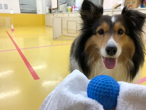 トレーニングブログ_f0357682_11373787.jpeg