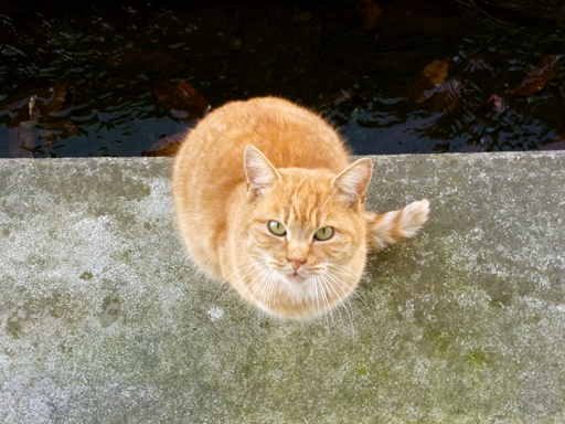 窓辺にやってくる猫たち_d0366590_16160700.jpg
